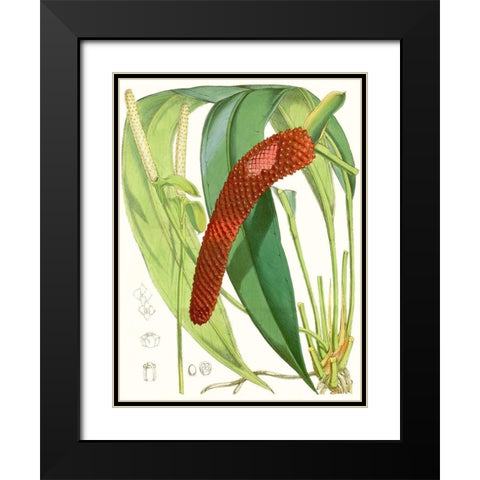 Tropical Variety V Black Modern Wood Framed Art Print with Double Matting by Curtis