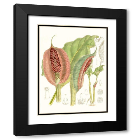 Tropical Variety VI Black Modern Wood Framed Art Print with Double Matting by Curtis