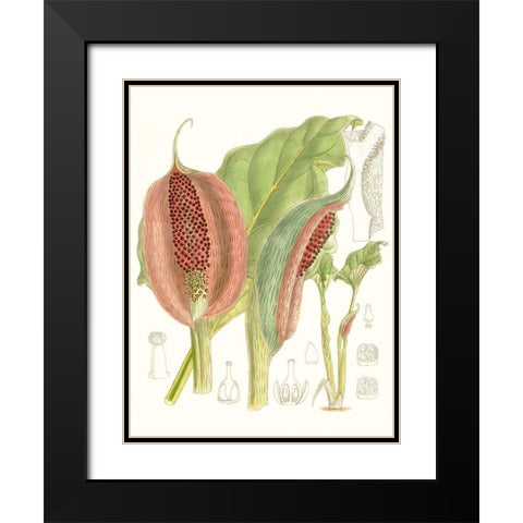 Tropical Variety VI Black Modern Wood Framed Art Print with Double Matting by Curtis