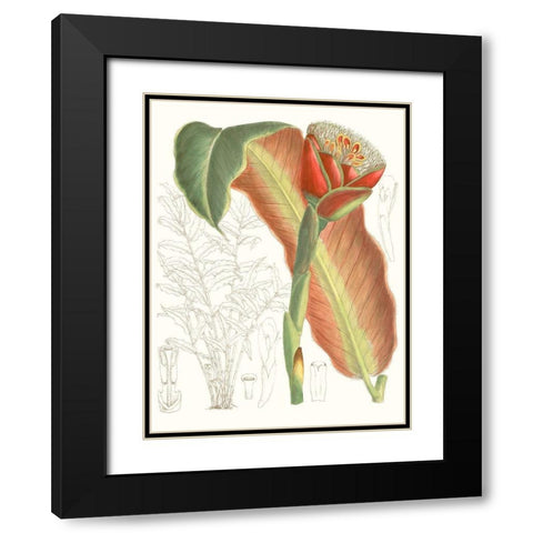 Tropical Variety VII Black Modern Wood Framed Art Print with Double Matting by Curtis