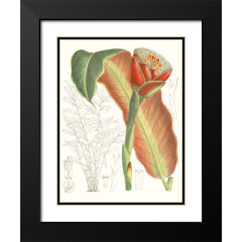 Tropical Variety VII Black Modern Wood Framed Art Print with Double Matting by Curtis