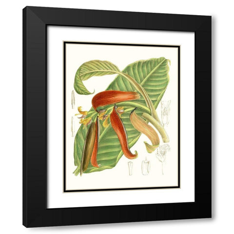 Tropical Variety VIII Black Modern Wood Framed Art Print with Double Matting by Curtis