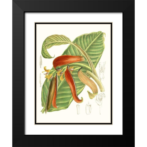 Tropical Variety VIII Black Modern Wood Framed Art Print with Double Matting by Curtis