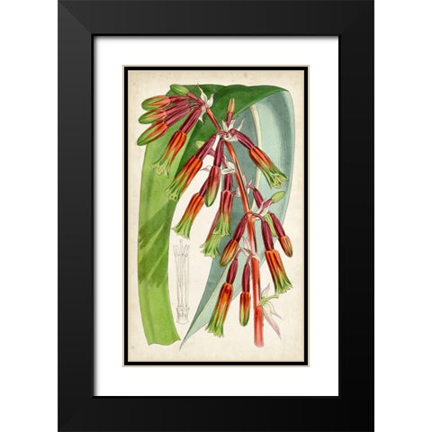 Tropical Gems I Black Modern Wood Framed Art Print with Double Matting by Curtis