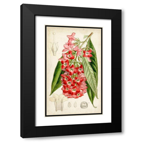 Tropical Gems IV Black Modern Wood Framed Art Print with Double Matting by Curtis