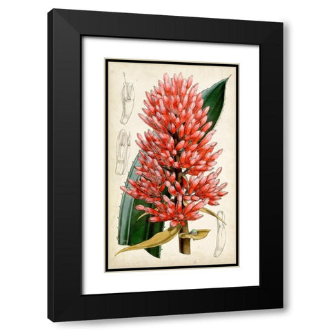 Tropical Gems V Black Modern Wood Framed Art Print with Double Matting by Curtis
