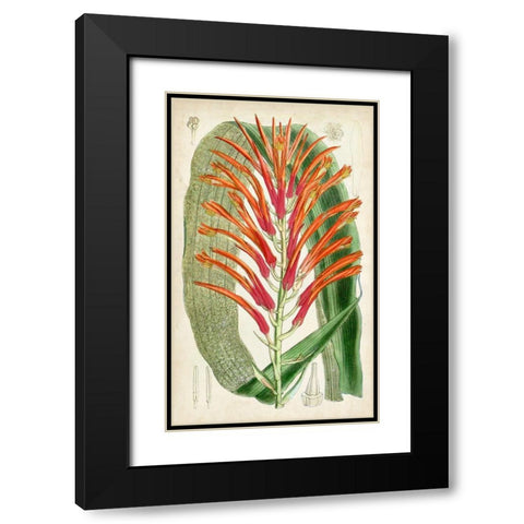 Tropical Gems VI Black Modern Wood Framed Art Print with Double Matting by Curtis