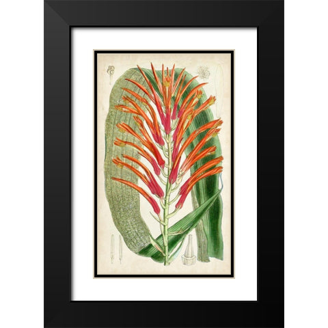 Tropical Gems VI Black Modern Wood Framed Art Print with Double Matting by Curtis