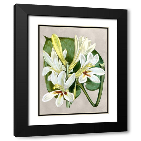 Alabaster Blooms IV Black Modern Wood Framed Art Print with Double Matting by Curtis