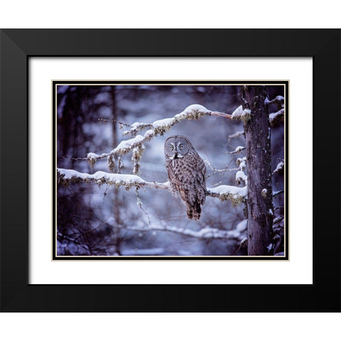 Owl in the Snow II Black Modern Wood Framed Art Print with Double Matting by PHBurchett