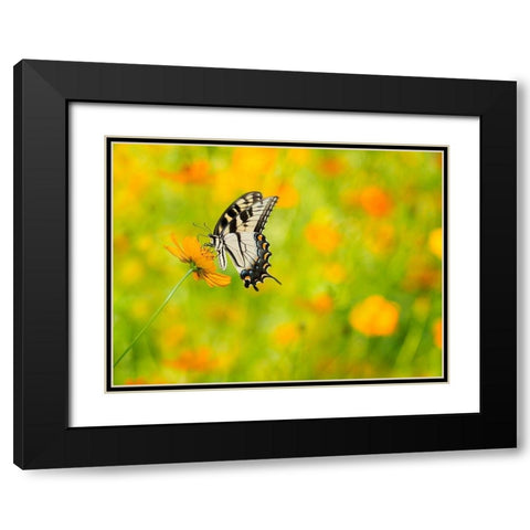 Butterfly Portrait VIII Black Modern Wood Framed Art Print with Double Matting by PHBurchett