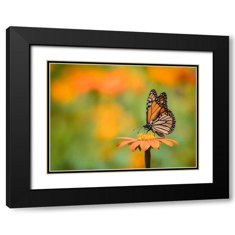 Butterfly Portrait IX Black Modern Wood Framed Art Print with Double Matting by PHBurchett