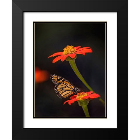 Butterfly Portrait X Black Modern Wood Framed Art Print with Double Matting by PHBurchett