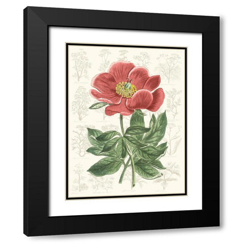 Peony Flower Garden II Black Modern Wood Framed Art Print with Double Matting by Vision Studio