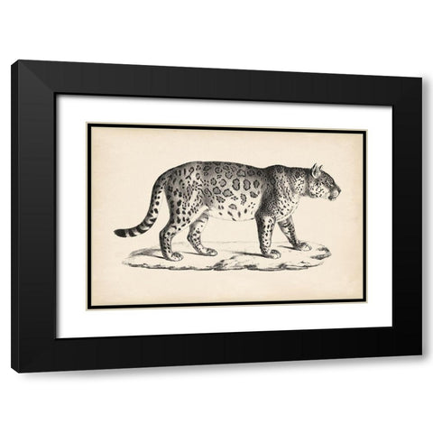 Brodtmann Male Leopard Black Modern Wood Framed Art Print with Double Matting by Brodtmann