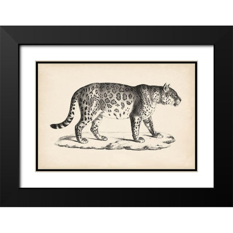 Brodtmann Male Leopard Black Modern Wood Framed Art Print with Double Matting by Brodtmann