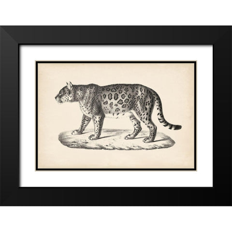 Brodtmann Female Leopard Black Modern Wood Framed Art Print with Double Matting by Brodtmann