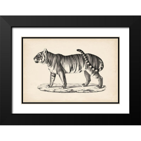 Brodtmann Male Tiger Black Modern Wood Framed Art Print with Double Matting by Brodtmann