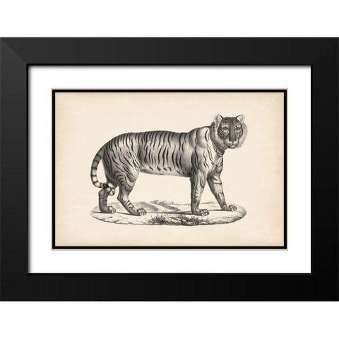 Brodtmann Female Tiger Black Modern Wood Framed Art Print with Double Matting by Brodtmann