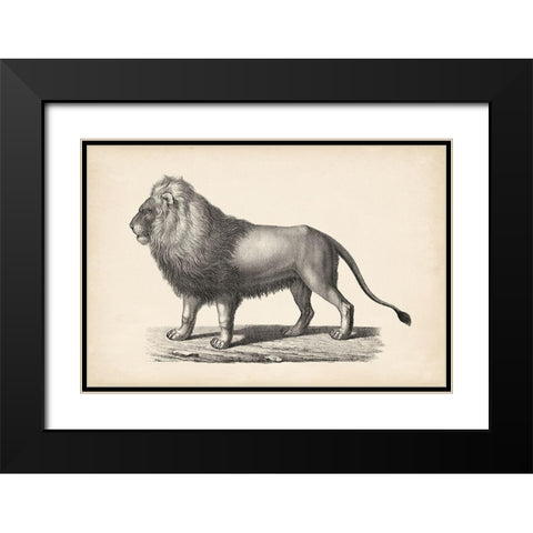 Brodtmann Lion Black Modern Wood Framed Art Print with Double Matting by Brodtmann