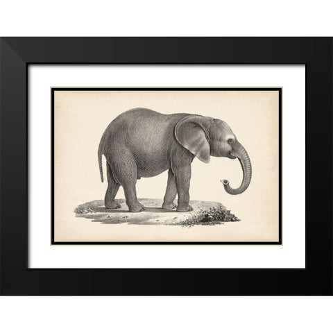 Brodtmann Young Elephant Black Modern Wood Framed Art Print with Double Matting by Brodtmann