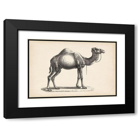 Brodtmann Dromedary Black Modern Wood Framed Art Print with Double Matting by Brodtmann