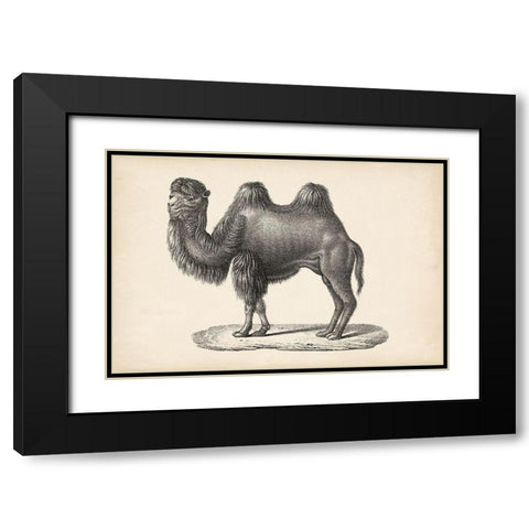 Brodtmann Camel Black Modern Wood Framed Art Print with Double Matting by Brodtmann