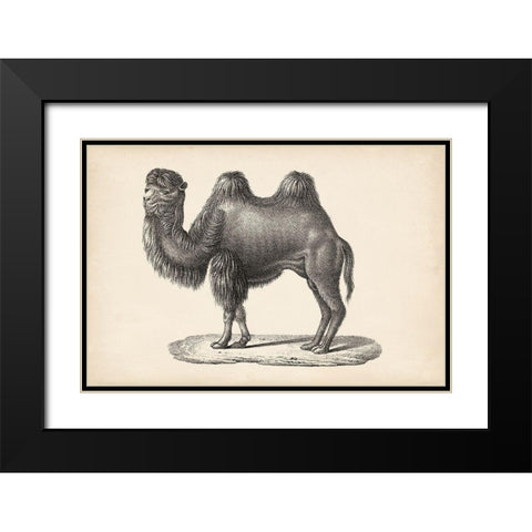 Brodtmann Camel Black Modern Wood Framed Art Print with Double Matting by Brodtmann
