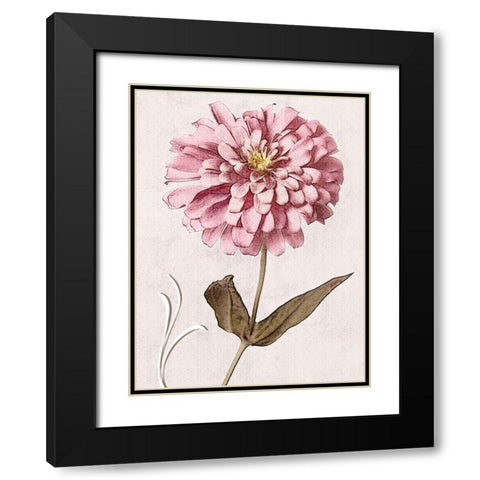 Pink Zinnia I Black Modern Wood Framed Art Print with Double Matting by Zalewski, Christine