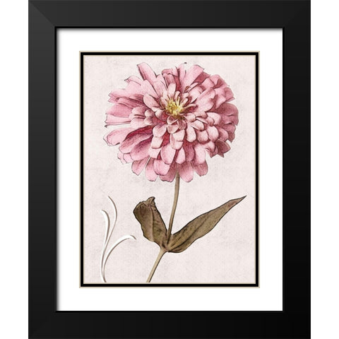 Pink Zinnia I Black Modern Wood Framed Art Print with Double Matting by Zalewski, Christine