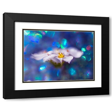 Jewels of the Enchanted Forest VI Black Modern Wood Framed Art Print with Double Matting by Hunt, Gillian