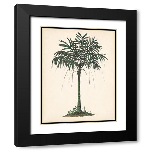 Palm Tree Study II Black Modern Wood Framed Art Print with Double Matting by Wang, Melissa