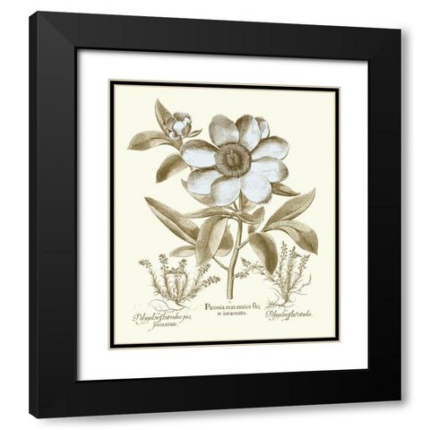 Spa Peonies I Black Modern Wood Framed Art Print with Double Matting by Besler, Basilius