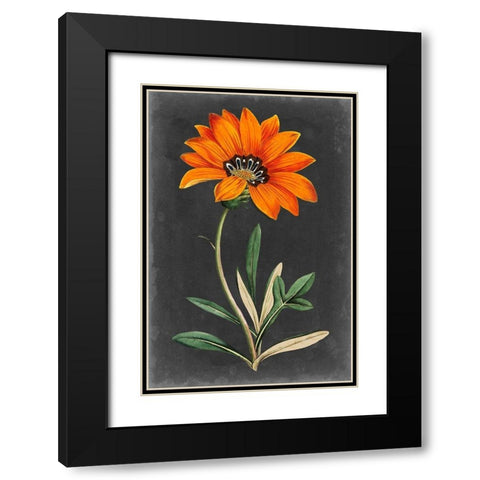 Dramatic Floral I Black Modern Wood Framed Art Print with Double Matting by Curtis