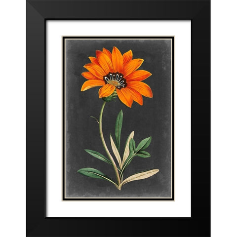 Dramatic Floral I Black Modern Wood Framed Art Print with Double Matting by Curtis