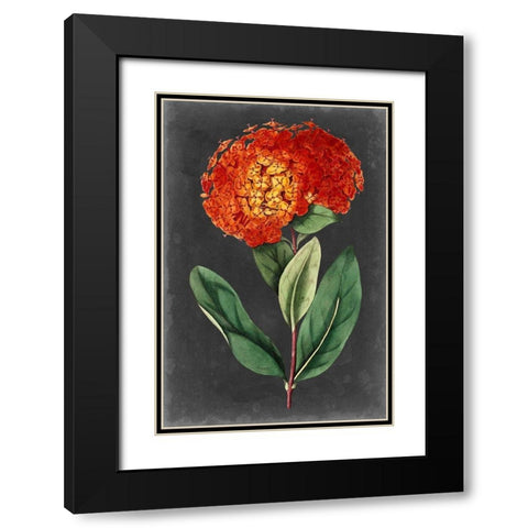 Dramatic Floral II Black Modern Wood Framed Art Print with Double Matting by Curtis