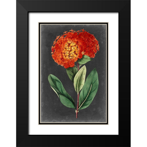 Dramatic Floral II Black Modern Wood Framed Art Print with Double Matting by Curtis