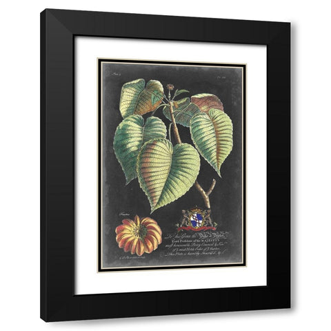 Dramatic Royal Botanical I Black Modern Wood Framed Art Print with Double Matting by Ehret, George