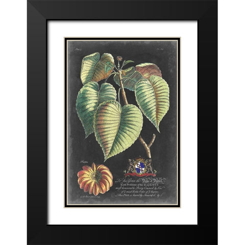 Dramatic Royal Botanical I Black Modern Wood Framed Art Print with Double Matting by Ehret, George