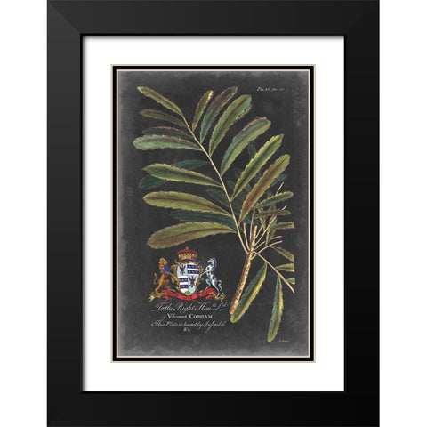 Dramatic Royal Botanical III Black Modern Wood Framed Art Print with Double Matting by Ehret, George