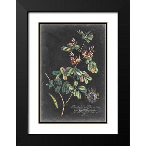 Dramatic Royal Botanical IV Black Modern Wood Framed Art Print with Double Matting by Ehret, George