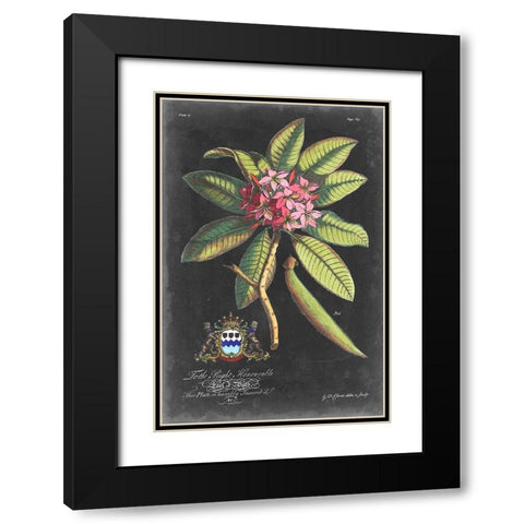 Dramatic Royal Botanical V Black Modern Wood Framed Art Print with Double Matting by Ehret, George