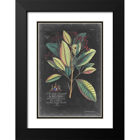Dramatic Royal Botanical VI Black Modern Wood Framed Art Print with Double Matting by Ehret, George