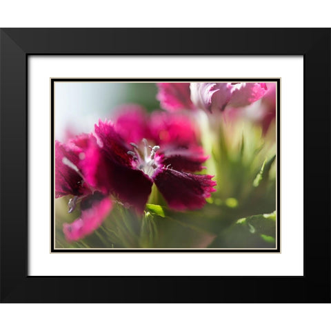 Glorious in Red IV Black Modern Wood Framed Art Print with Double Matting by Hunt, Gillian