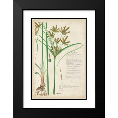 Descubes Botanical Grass I Black Modern Wood Framed Art Print with Double Matting by Descubes, A.