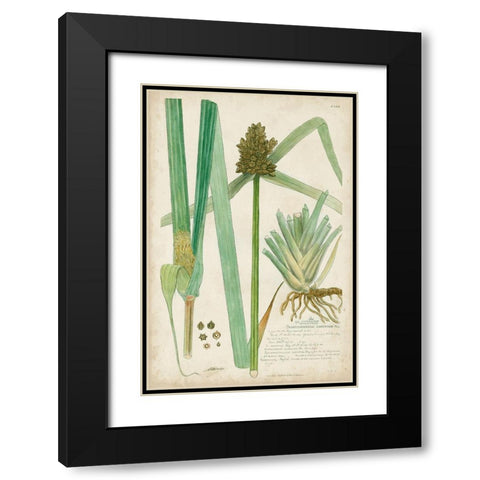 Descubes Botanical Grass III Black Modern Wood Framed Art Print with Double Matting by Descubes, A.