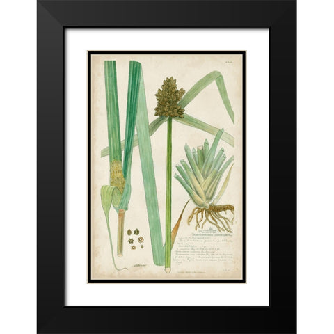 Descubes Botanical Grass III Black Modern Wood Framed Art Print with Double Matting by Descubes, A.