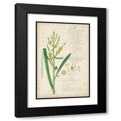 Descubes Botanical Grass IV Black Modern Wood Framed Art Print with Double Matting by Descubes, A.