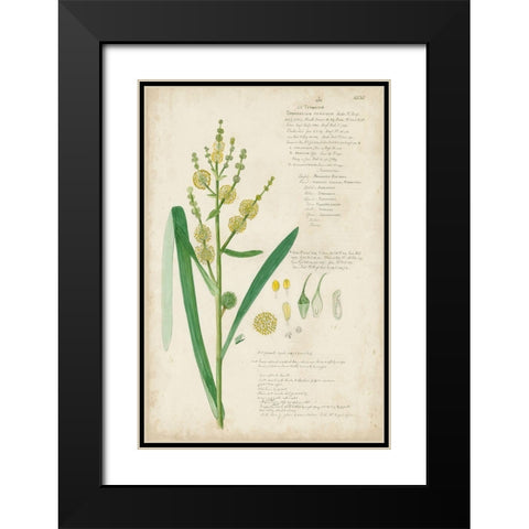Descubes Botanical Grass IV Black Modern Wood Framed Art Print with Double Matting by Descubes, A.