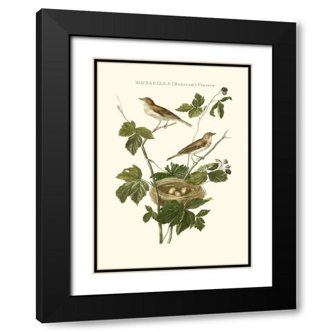 Nozeman White Throat Blackberry Black Modern Wood Framed Art Print with Double Matting by Nozeman